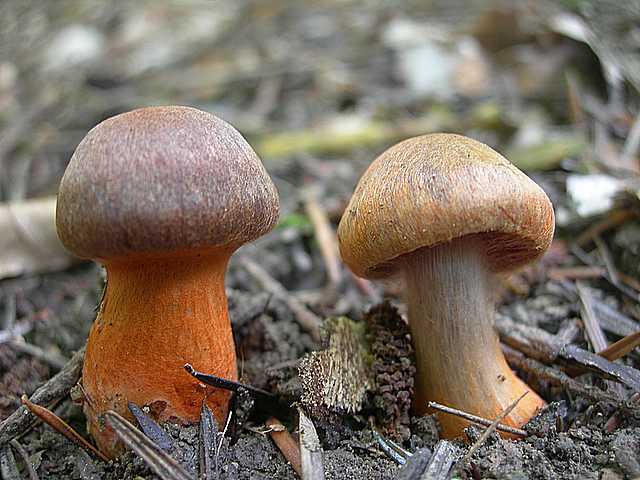 Cortinarius (Telamonia) bulliardii (Pers.) Fr.
